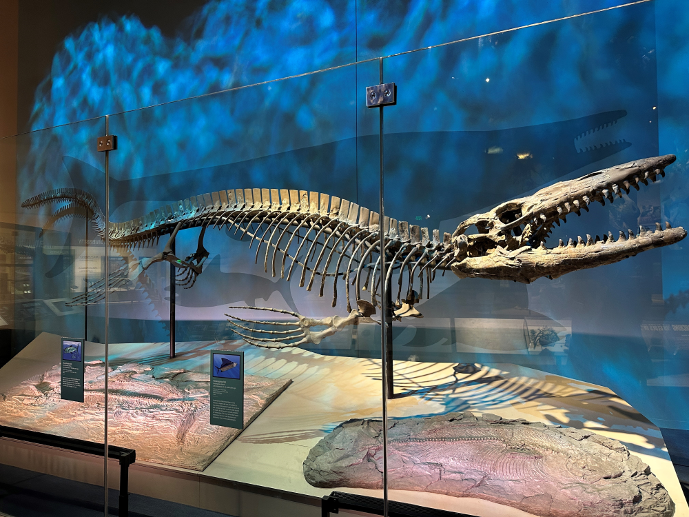 the skeleton of a sea monster with huge jaws and a long, elongated body